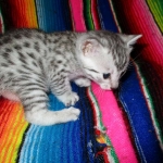 Egyptian Mau, silver male DOB 5-12-16