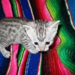 Egyptian Mau, silver male DOB 5-12-16