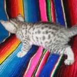 Egyptian Mau, silver male DOB 5-12-16