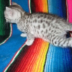 Egyptian Mau, silver male DOB 5-12-16