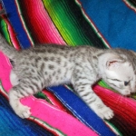 Egyptian Mau, silver male DOB 5-12-16