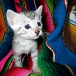 Egyptian Mau, silver male DOB 5-12-16