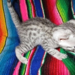 Egyptian Mau, silver male DOB 5-12-16