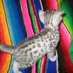 Egyptian Mau, silver male DOB 5-12-16