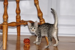 Ramzy Egyptian Mau Bronze male DOB 5-12-16