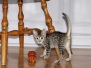 Ramzy Egyptian Mau Bronze male DOB 5-12-16