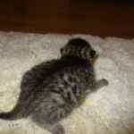Egyptian Mau, Bronze, male, DOB 5-12-16