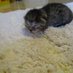 Egyptian Mau, Bronze, male, DOB 5-12-16