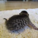 Egyptian Mau, Bronze, male, DOB 5-12-16I