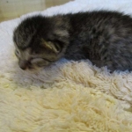 Egyptian Mau, Bronze, male, DOB 5-12-16