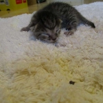 Egyptian Mau, Bronze, male, DOB 5-12-16
