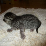 Egyptian Mau, Bronze, male, DOB 5-12-16
