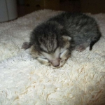 Egyptian Mau, Bronze, male, DOB 5-12-16