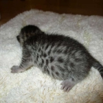 Egyptian Mau, Bronze, male, DOB 5-12-16