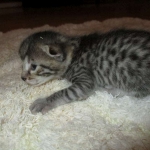Egyptian Mau, Bronze, male, DOB 5-12-16