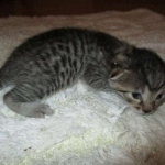 Egyptian Mau, Bronze, male, DOB 5-12-16