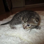 Egyptian Mau, Bronze, male, DOB 5-12-16