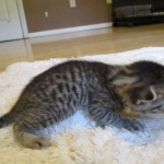 Egyptian Mau, Bronze, male, DOB 5-12-16