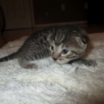 Egyptian Mau, Bronze, male, DOB 5-12-16