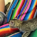 Egyptian Mau, Bronze, male, DOB 5-12-16