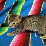 Egyptian Mau, Bronze, male, DOB 5-12-16