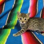 Egyptian Mau, Bronze, male, DOB 5-12-16
