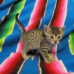 Egyptian Mau, Bronze, male, DOB 5-12-16