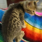 Egyptian Mau, Bronze, male, DOB 5-12-16