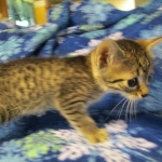 Egyptian Mau, Bronze, male, DOB 5-12-16