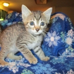 Egyptian Mau, Bronze, male, DOB 5-12-16