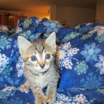Egyptian Mau, Bronze, male, DOB 5-12-16