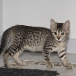 Ramzy, Egyptian Mau, Bronze, male, DOB 5-12-16