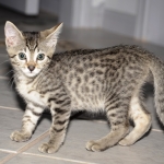 Ramzy, Egyptian Mau, Bronze, male, DOB 5-12-16