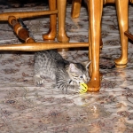 Ramzy, Egyptian Mau, Bronze, male, DOB 5-12-16