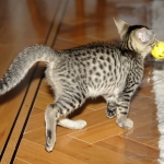 Ramzy, Egyptian Mau, Bronze, male, DOB 5-12-16