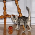 Ramzy, Egyptian Mau, Bronze, male, DOB 5-12-16