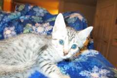 Mako Egyptian Mau Silver Male 2 large w/tarnish DOB 5-12-16