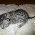 Egyptian Mau, silver, male dob 5-12-16