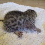 Egyptian Mau, silver, male dob 5-12-16