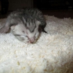 Egyptian Mau, silver, male dob 5-12-16