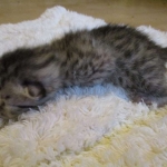 Egyptian Mau, silver, male dob 5-12-16