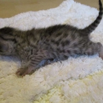 Egyptian Mau, silver, male dob 5-12-16