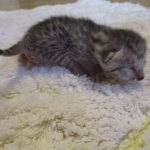 Egyptian Mau, silver, male dob 5-12-16