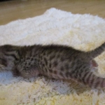 Egyptian Mau, silver, male dob 5-12-16
