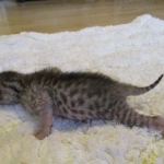 Egyptian Mau, silver, male dob 5-12-16