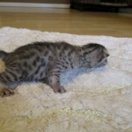 Egyptian Mau, silver, male dob 5-12-16