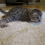 Egyptian Mau, silver, male dob 5-12-16