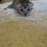 Egyptian Mau, silver, male dob 5-12-16