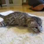 Egyptian Mau, silver, male dob 5-12-16