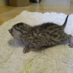 Egyptian Mau, silver, male dob 5-12-16